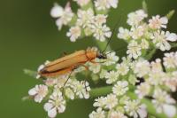 Oedemera podagrariae