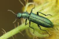Psilothrix viridicoerulea