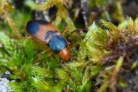 Diachromus germanus