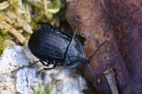 Phosphuga atrata