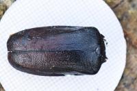 Prionus coriarius