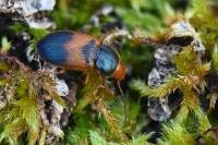 Diachromus germanus