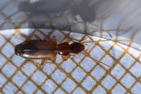 Paradromius linearis