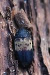 Dermestes lardarius