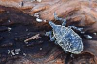 Larinus turbinatus