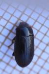 Alphitobius diaperinus