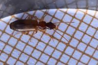 Paradromius linearis