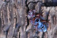 Alphitobius diaperinus