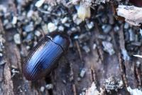 Alphitobius diaperinus