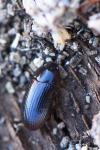 Alphitobius diaperinus
