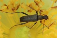 Grammoptera ruficornis