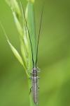 Calamobius filum