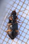Parophonus maculicornis