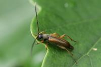 Alosterna tabacicolor