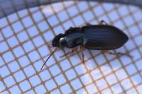 Parophonus maculicornis