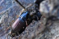Parophonus maculicornis