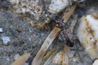 Asaphidion stierlini