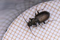 Loricera pilicornis