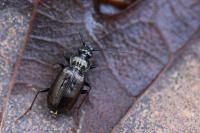 Loricera pilicornis