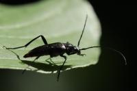 Rutpela nigra