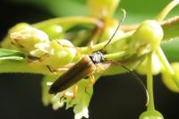 Alosterna tabacicolor