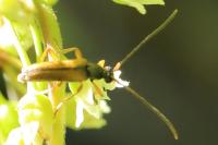 Alosterna tabacicolor