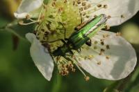 Oedemera nobilis