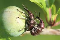 Rhynchites auratus
