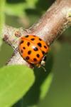 Harmonia axyridis