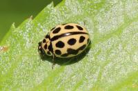 Tytthaspis sedecimpunctata