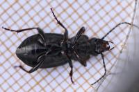 Pterostichus oblongopunctatus