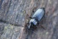 Pterostichus oblongopunctatus