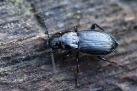 Pterostichus oblongopunctatus