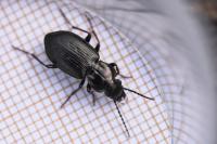 Pterostichus oblongopunctatus