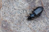 Syntomus obscuroguttatus