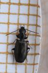 Syntomus obscuroguttatus