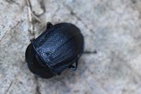 Phosphuga atrata