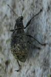 Polydrusus cervinus