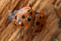 Harmonia axyridis