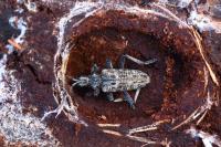 Rhagium inquisitor