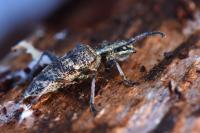 Rhagium inquisitor