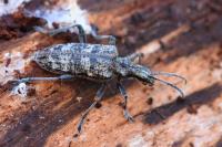 Rhagium inquisitor