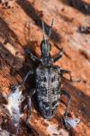 Rhagium inquisitor