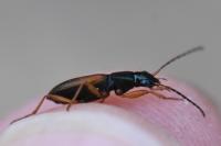 Anchomenus dorsalis