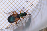 Anchomenus dorsalis