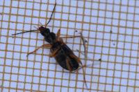 Anchomenus dorsalis