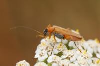 Oedemera podagrariae