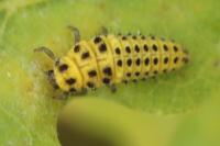 Psyllobora vigintiduopunctata