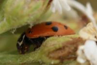 Hippodamia variegata