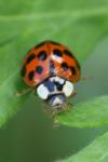 Harmonia axyridis
